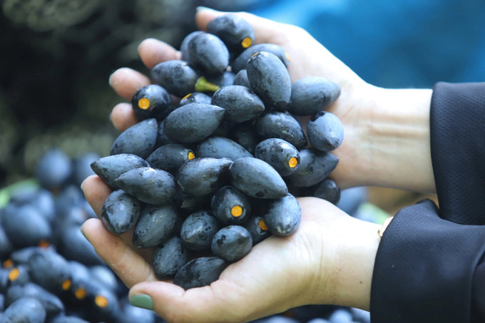 Trám đen Hà Châu có vị bùi, béo, thơm, chắc thịt hơn hẳn trám được trồng ở các địa phương khác. Ảnh: Phạm Hiếu.