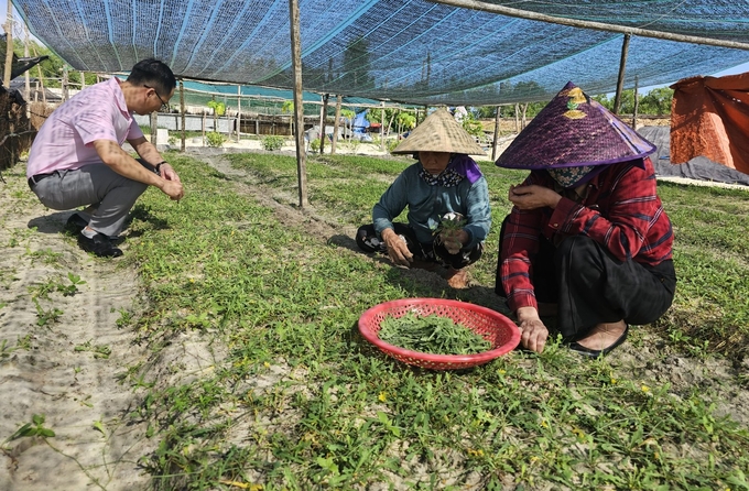 Những vườn ươm giống Sa Sâm ở Hải Ninh. Ảnh: Tâm Đức