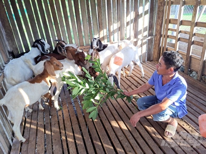 Nhiều kiến thức về chăn nuôi an toàn sinh học được người dân xã Khau Tinh áp dụng, mang lại hiệu quả trong chăn nuôi dê. Ảnh: Đào Thanh.
