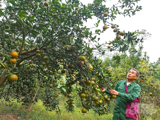 Tỉnh Tuyên Quang có gần 300 hộ dân sản xuất cam theo tiêu chuẩn hữu cơ, VietGAP. Ảnh: Đào Thanh.