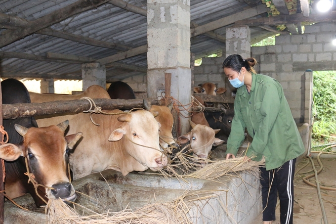 Để đảm bảo an toàn cho vật nuôi, người dân không thả rông gia súc khi nhiệt độ xuống dưới 12 độ C. Ảnh: Nguyễn Thành.