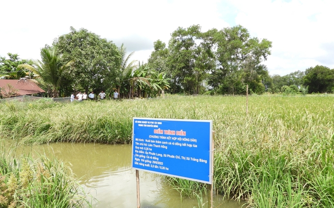 Trung tâm Khuyến nông tập trung xây dựng, nhân rộng mô hình sản xuất lúa hữu cơ hiệu quả. Ảnh: Trần Trung.