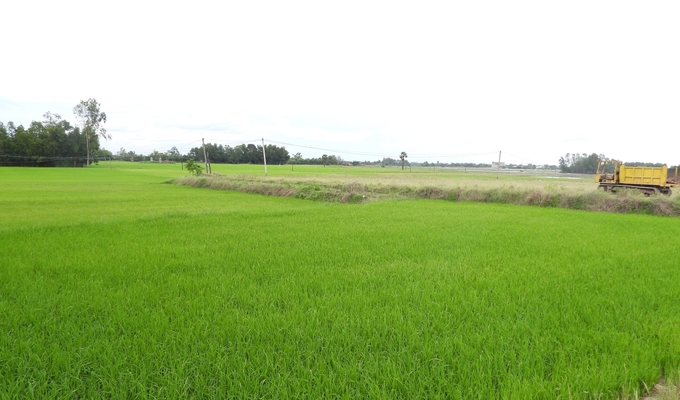 Tây Ninh đang tập trung triển khai các giống lúa chất lượng cao, sản xuất theo hướng hữu cơ bền vững, từng bước xây dựng thương hiệu, nâng cao giá trị cho cây lúa.  Ảnh: Trần Trung.