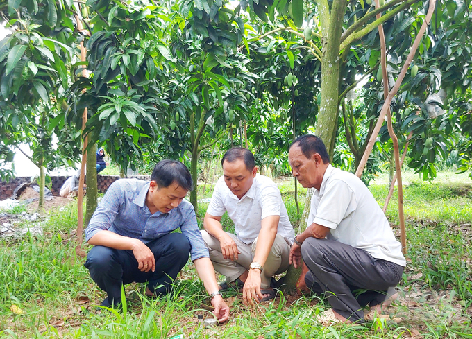 'Nâng cao chuỗi giá trị xoài' An Giang đã tổ chức 10 lớp tập huấn cho 515 người của HTX Long Bình và HTX GAP Cù Lao Giêng. Ảnh: Lê Hoàng Vũ.