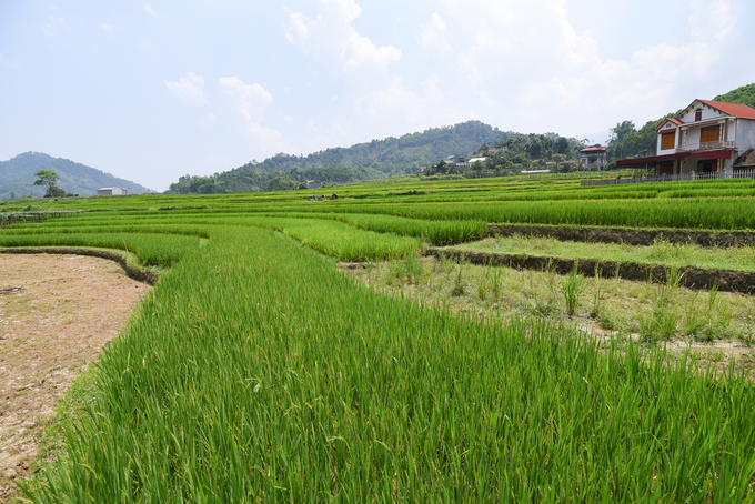 Việc chuyển đổi cơ cấu cây trồng trên đất trồng lúa giúp gia tăng thu nhập cao gấp nhiều lần so với trồng lúa. Ảnh: Tùng Đinh.