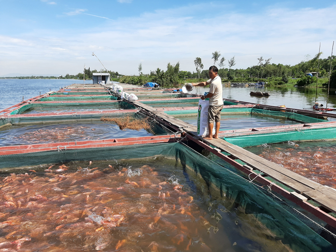 Các loại cá được nuôi trong lồng bè ở tỉnh Quảng Nam chủ yếu là cá diêu hồng, chễm, trắm cỏ... Ảnh: Lê Khánh.