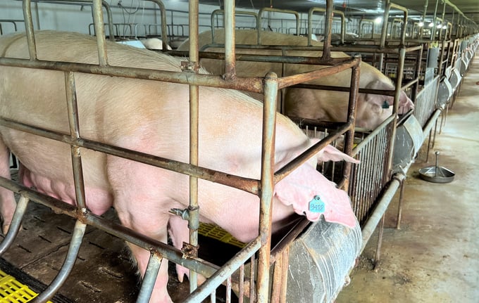 Hiện, lợn nái chưa thuộc đối tượng tiêm vacxin dịch tả lợn Châu Phi. Ảnh: TN.