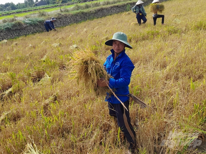 Nông dân trồng lúa hữu cơ được doanh nghiệp bao bao tiêu với giá cao hơn thị trường khoảng 1,7 lần. Ảnh: Hồ Thảo.