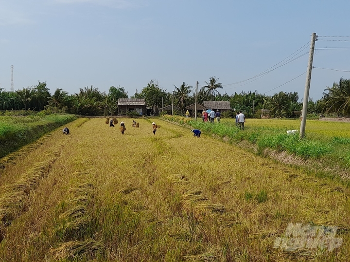 Nông dân cù lao Long Hòa đang thu hoạch lúa hữu cơ. Vụ này năng suất đạt khoảng 5,5 tấn/ha. Ảnh: Hồ Thảo.