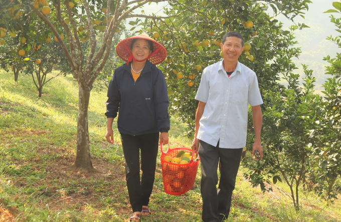 Vụ sản xuất năm nay, vợ chồng ông Dương Quốc Thành đã thu hoạch, bán 7 tấn cam hữu cơ, thu hơn 200 triệu đồng. Ảnh: TN.