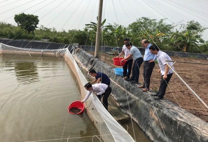 Mô hình nuôi cà ra thử nghiệm tại xã Hồng Tiến, huyện Tiền Hải. Ảnh: VNCHS.