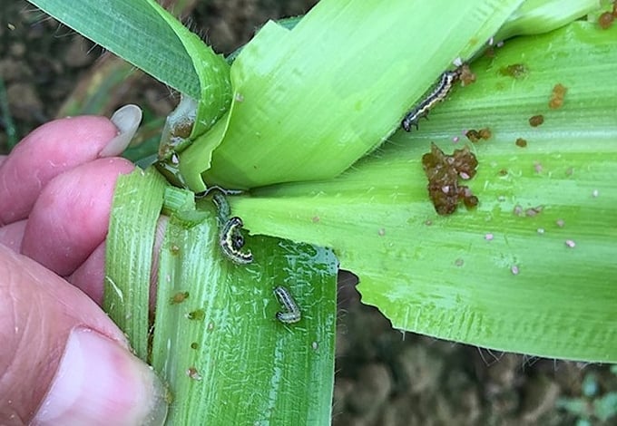 Effectively managing fall armyworms through measures that minimize the reliance on chemical pesticides, thereby safeguarding the environment and public health, is a pragmatic approach. Photo: Archive.
