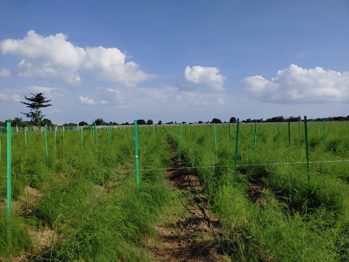 Mô hình trồng măng tây xanh theo hướng hữu cơ được Công ty Cổ phần Giống cây trồng Nha Hố thực hiện với quy mô 19ha tại tỉnh Ninh Thuận và Bình Thuận. Ảnh: Phương Chi.