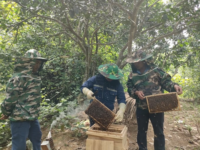 Nghề nuôi ong mật không chỉ mang lại thu nhập cao cho người dân mà còn góp phần rất tốt cải thiện môi trường sinh thái. Ảnh: Ánh Nguyệt.