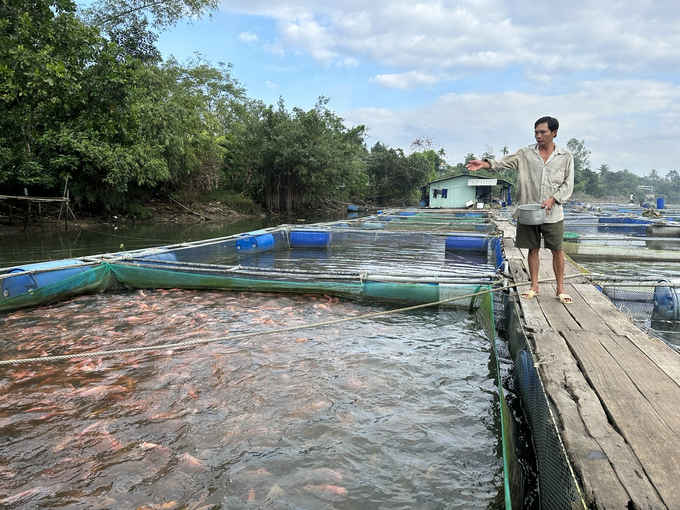 Người dân nuôi cá lồng bè trái vụ ở Quảng Nam kỳ vọng sẽ thu lãi cao vào dịp cuối năm. Ảnh: Lê Khánh.