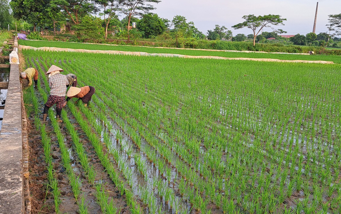 Làm cỏ và bắt ốc bươu vàng tại tại mô hình sản xuất lúa theo quy trình hữu cơ ở xã Việt Hưng. Ảnh: Hải Tiến.