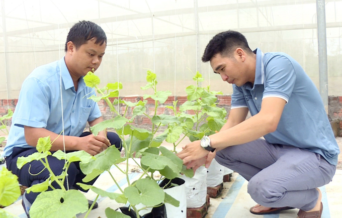 Mô hình trồng dưa lưới trong nhà màng của anh Trương Thế Đô (bên phải) ở xã Đại Bình, huyện Đầm Hà. Ảnh: Tiến Thành.