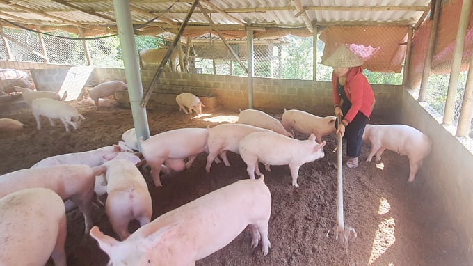 Người chăn nuôi chịu thiệt khi giá lợn hơi giảm mạnh nhất trong thời gian qua. Ảnh: KT.