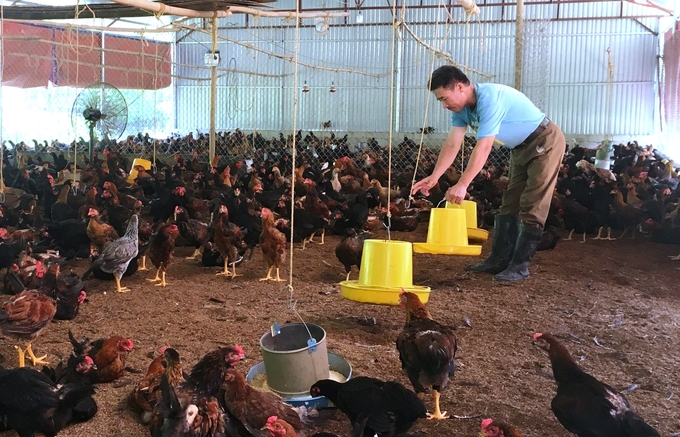 Chăn nuôi trang trại tại Thái Nguyên tăng dần cả về số lượng và quy mô, dần thay thế chăn nuôi nhỏ lẻ, quy mô nông hộ bằng việc áp dụng phương thức sản xuất tiên tiến, đồng bộ. Ảnh: Phạm Hiếu.