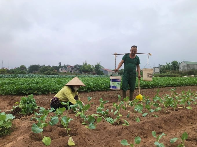 Mô hình sản xuất rau theo hướng hữu cơ trên địa bàn TP Lạng Sơn, tỉnh Lạng Sơn. Ảnh: Nguyễn Thành.