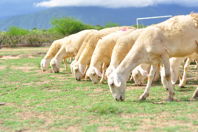 Ninh Thuận phấn đấu tỷ lệ sản phẩm chăn nuôi hữu cơ đạt từ 1 - 1,5% trong tổng sản phẩm chăn nuôi của tỉnh vào năm 2025. Ảnh: Phương Chi.