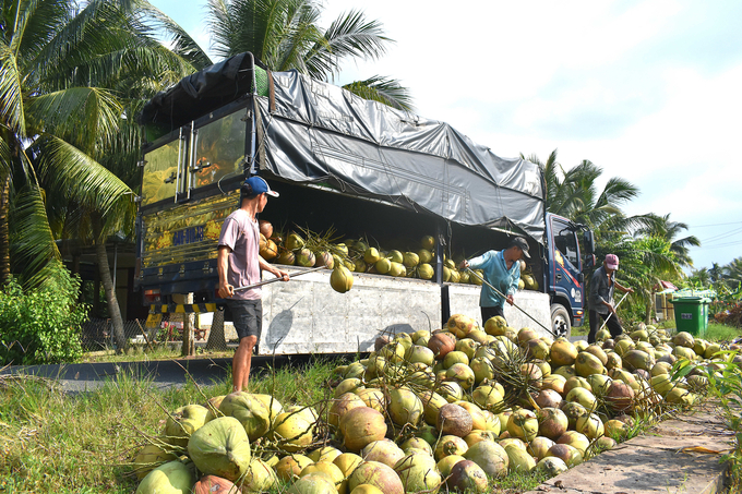 Toàn tỉnh Tiền Giang hiện có 141 cơ sở và 3 doanh nghiệp chuyên thu mua, sơ chế, gia công dừa dưới dạng dừa tươi nguyên trái và dừa khô. Ảnh: Minh Đảm.