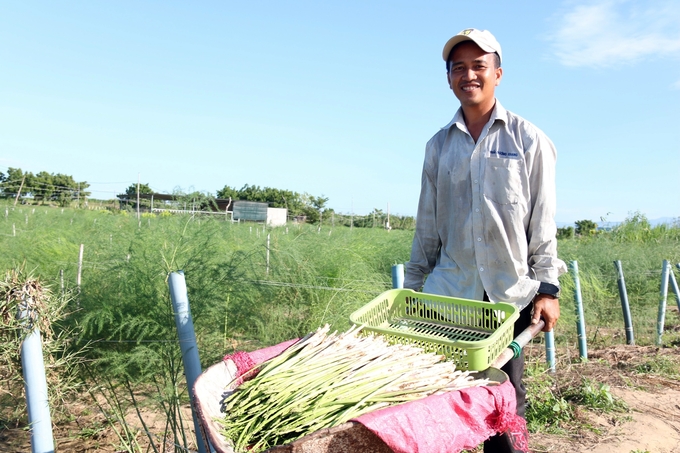 Măng tây xanh - sản phẩm nông nghiệp đặc thù cho hiệu quả kinh tế cao tại Ninh Thuận. Ảnh: PC.