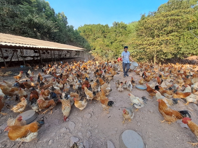 Người dân huyện Tiên Yên chăn nuôi gà bản địa theo phương pháp chăn thả, ít lượng thức ăn công nghiệp. Ảnh: Vũ Cường