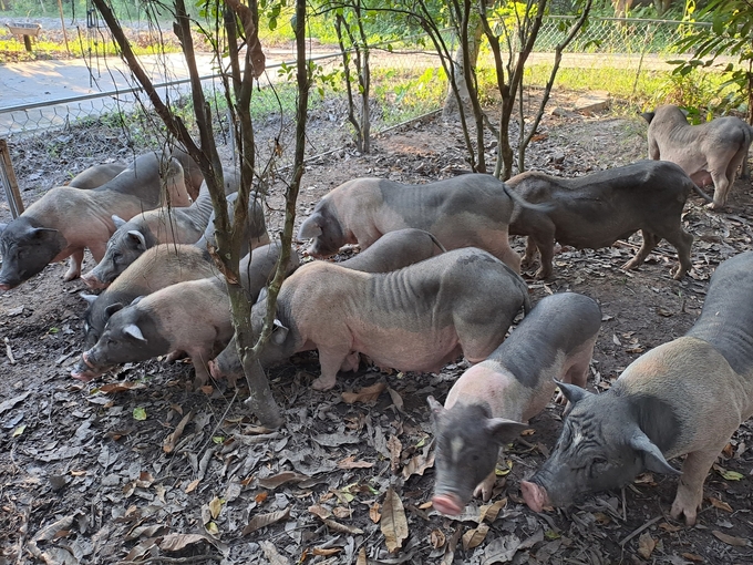 Lợn Móng Cái được chăn nuôi theo quy trình hữu cơ, tạo ra sản phẩm chất lượng đang là hướng mở của chăn nuôi Quảng Ninh. Ảnh: Vũ Cường