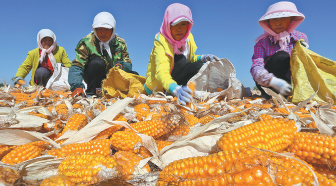 Người nông dân phơi ngô ở thị trấn Trương Dịch, tỉnh Cam Túc, Trung Quốc, hồi tháng 9/2023. Ảnh: ChinaDaily.