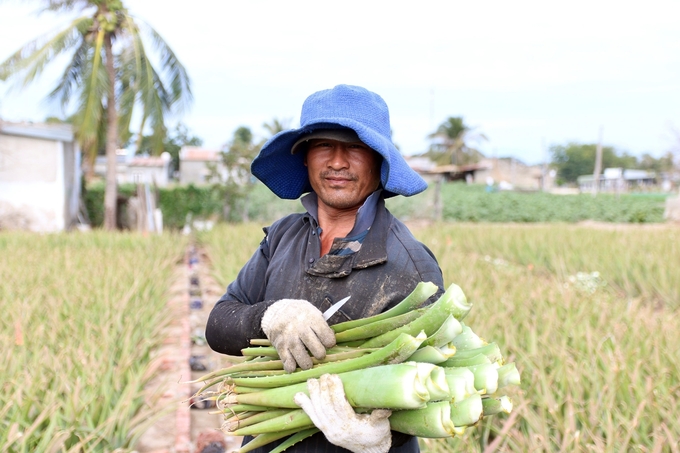Ninh Thuận là tỉnh có đặc thù riêng về điều kiện tự nhiên, rất thuận lợi để phát triển nông nghiệp hữu cơ. Ảnh: PC.