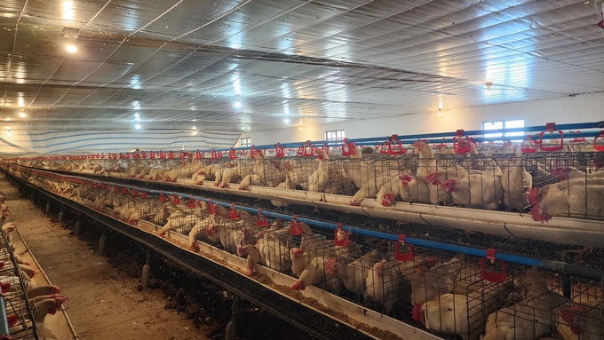 Chăn nuôi gà đẻ tại xã Toàn Thắng, huyện Tiên Lãng. Ảnh: Đinh Mười.