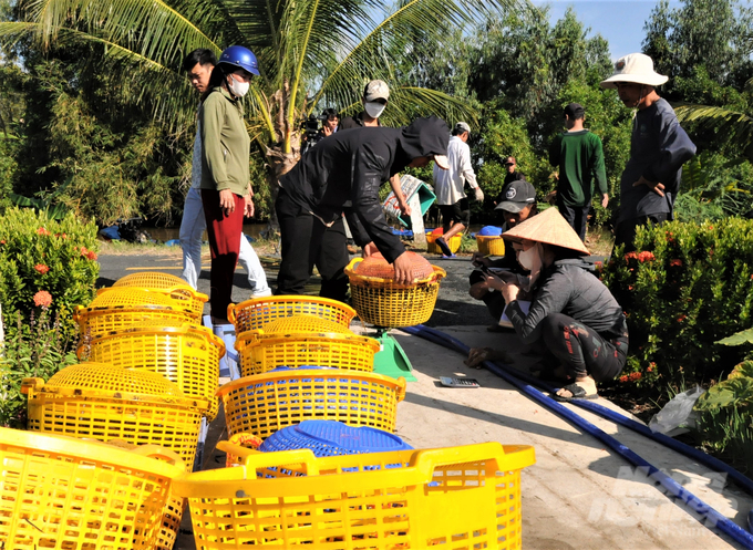Nông dân tham gia mô hình nuôi tôm - lúa cải tiến, kết hợp sử dụng sản phẩm công nghệ sinh học Bồ Đề tại huyện An Minh rất phấn khởi. Ảnh: Trung Chánh.
