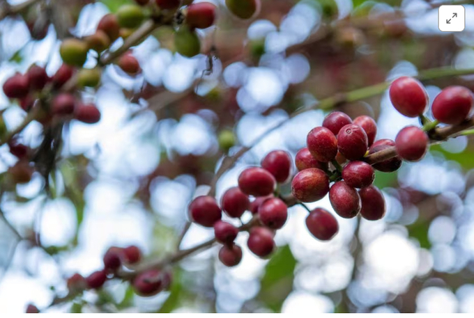 Red coffee berries are seen at a farm in Shebedino district of Sidama, Ethiopia November 29, 2018. Picture taken November 29, 2018.