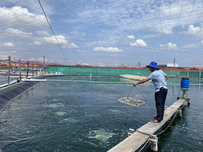 Việc quy hoạch vùng sản xuất giống thủy sản công nghệ cao sẽ tạo đột phá cho ngành thủy sản Ninh Thuận. Ảnh: Nguyễn Cơ.