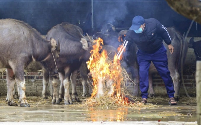 Người dân đốt lửa để sưởi ấm cho đàn trâu.