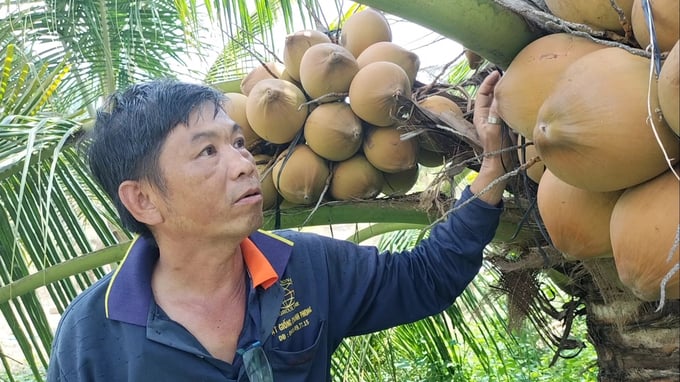 Nhóm dừa uống nước ở Tiền Giang hiện chiếm khoảng 60% diện tích, gồm các giống dừa xiêm xanh, xiêm đỏ, xiêm vàng, dừa dâu, dừa dứa... Ảnh: Minh Đảm.