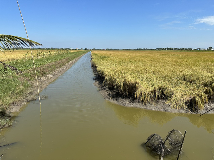 Huyện Vĩnh Thuận có tiềm năng rất lớn để phát triển hình thức canh tác lúa hữu cơ kết hợp trên đất nuôi tôm. Ảnh: Diễm Trang.