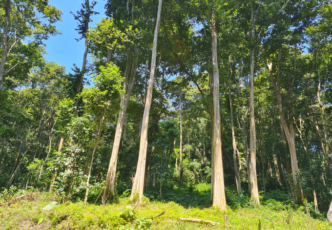 EUDR là câu trả lời cho bài toán giữ rừng của Việt Nam. Ảnh: Việt Khánh. 
