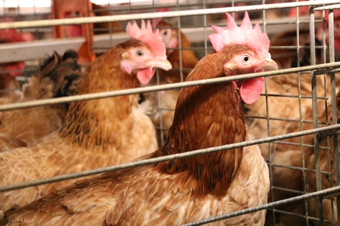 Thời gian tăng trưởng của gà Mía số 1-Dabaco được rút ngắn xuống còn 3 - 3,5 tháng so với 5 - 6 tháng như nuôi truyền thống trước đây, nhưng khối lượng cơ thể, chất lượng thịt, màu sắc lông mã vẫn đáp ứng yêu cầu. Ảnh: Phương Thảo.