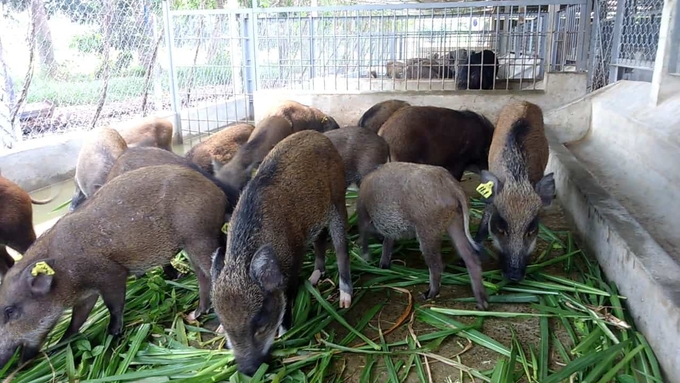 Thức ăn của lợn rừng lai chủ yếu từ tự nhiên, chuồng trại đơn giản nên mức đầu tư thấp hơn so với nuôi lợn nhà thông thường. Ảnh: Huy Bình. 