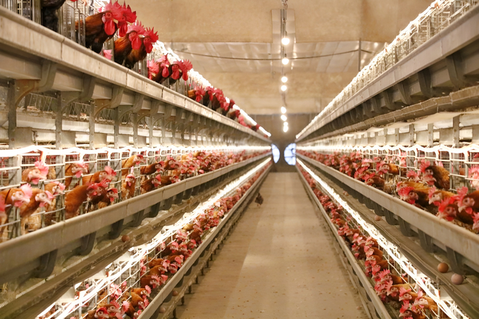 Quá trình chọn tạo giống gà Mía số 1-Dabaco được áp dụng công nghệ tiên tiến và môi trường nuôi nghiêm ngặt. Ảnh: Phương Thảo.