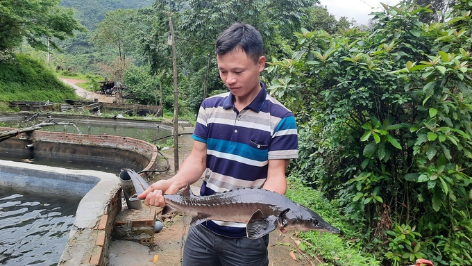 Mô hình nuôi cá tầm nước lạnh tại huyện Bình Liêu, tỉnh Quảng Ninh. Ảnh: Nguyễn Thành.