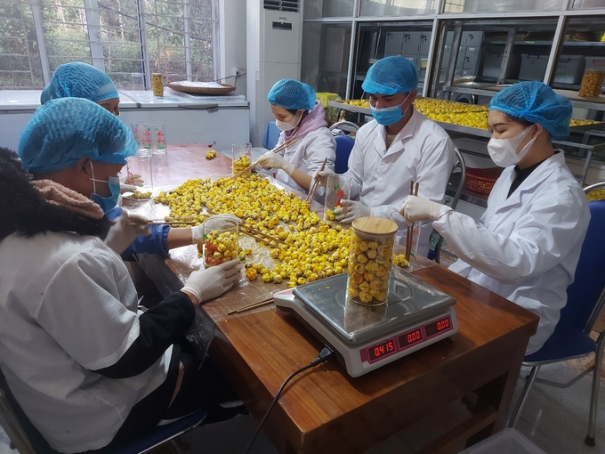 Cơ sở chế biến trà hoa vàng của Công ty CP Lâm sản Đạp Thanh (huyện Ba Chẽ). Ảnh: Nguyễn Thành.