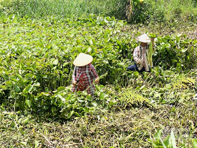 Lục bình là nguyên liệu hữu ích để sản xuất phân hữu cơ. Ảnh: Lê Hoàng Vũ.