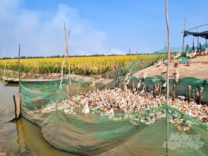 Mô hình lúa – cá – vịt đã phát huy hiệu quả sản xuất trong nhiều năm qua tại Đồng Tháp. Ảnh: Lê Hoàng Vũ.