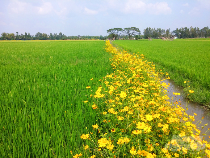 Mô hình ruộng lúa - bờ hoa ở Đồng Tháp đang được nông dân hưởng ứng nhân rộng. Ảnh: Lê Hoàng Vũ.