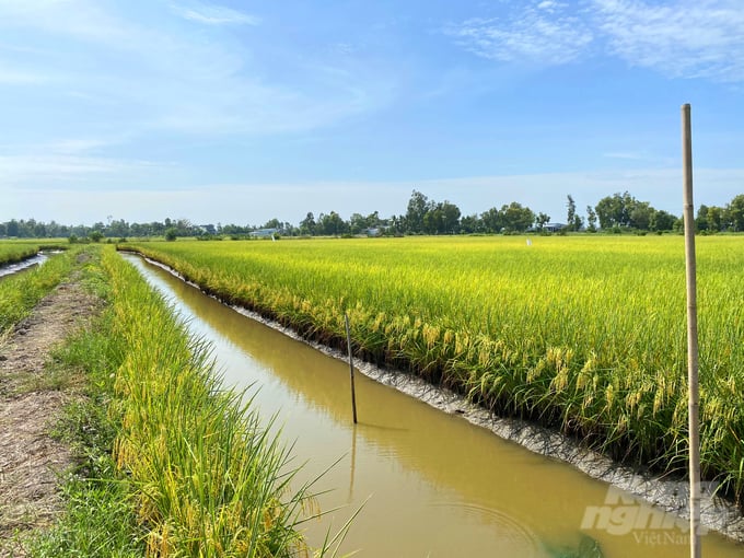 Sản xuất lúa sinh thái, lúa hữu cơ gắn với các hình thức kết hợp giúp nâng cao giá trị cho sản xuất, bảo vệ môi trường sinh thái. Ảnh: Lê Hoàng Vũ.