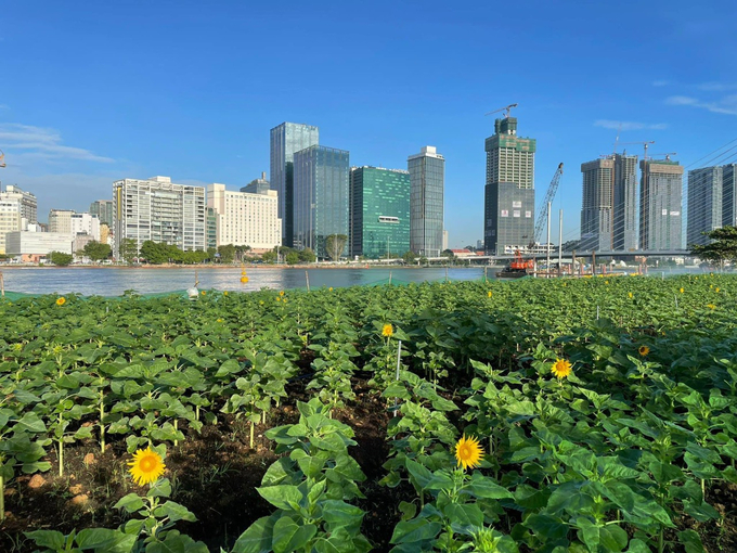 15.000 cây hoa hướng dương được trồng tại khu vực Công viên bờ sông Sài Gòn.