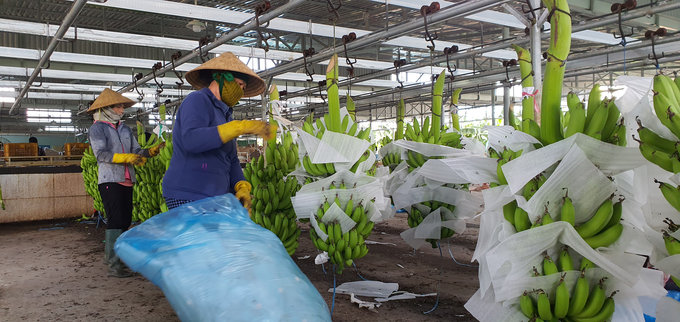 Hiện nay, tỉnh Quảng Ngãi mới chỉ cấp được 1 mã vùng trồng xuất khẩu cho sản phẩm chuối. Ảnh: Lê Khánh.